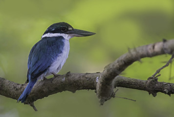 Collard Kingfisher bird perched on a tree branch