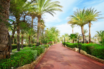 Alley in beautiful botanical garden
