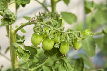 Vegetable Garden / Vegetable Grafting