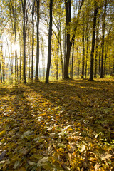 Obraz premium autumn forest