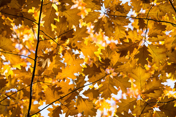 Autumn yellow maple leaves background