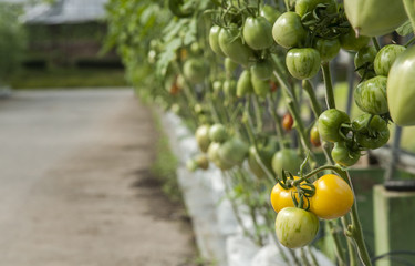 Vegetable Garden / Vegetable Grafting