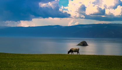 The cow grazes on the shore of the lake and against the background of mountains and pink clouds at sunset