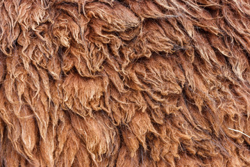 Llama wool (hair) in Machu Picchu, Cuzco, Peru