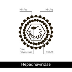 Hepadnaviridae. Classification of viruses.