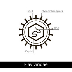 Flaviviridae. Classification of viruses.