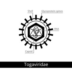 Togaviridae. Classification of viruses.