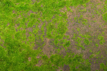 Moss in the rain forest background