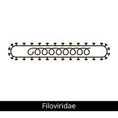 Filoviridae. Classification of viruses.
