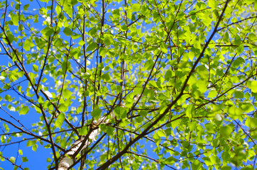Fototapeta na wymiar Image taken through birch leaves against the sun.
