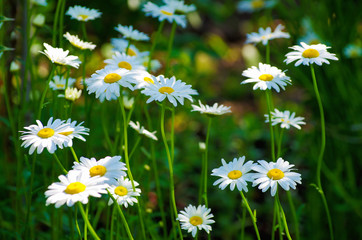 summer flowers camomile blossoms on meadow