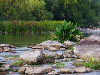 Wild river in forest