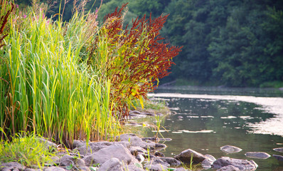 summer landscape on the banks of the river