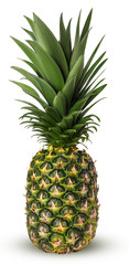 Pineapple fruit