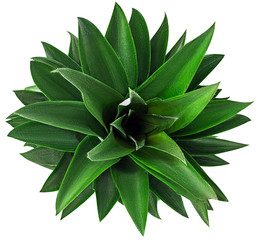 Pineapple fruit with green leaves view from above
