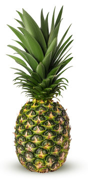 Pineapple fruit