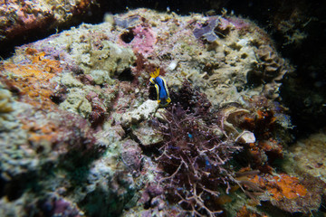 A colourful nudibranch sea slug, Chromodoris kuniei on the reef with soft corals