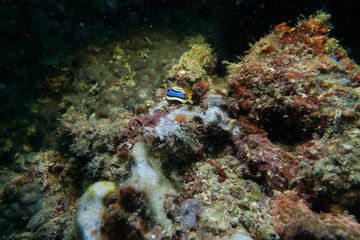 Tropical coral reef with nudibranch