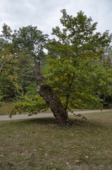Beautiful autumnal  forest with venerable  trees, located  in National monument of landscape architecture Park museum  in former time royal palace on outskirts of Sofia, Bulgaria, Europe 