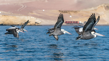Paracas National Park in Peru with pelicans. Ica, Peru