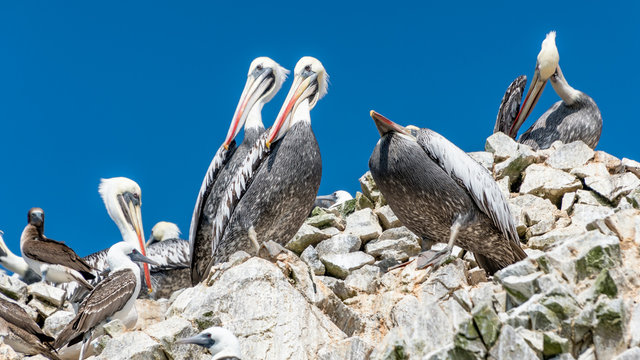 Paracas National Park in Peru with pelicans. Ica, Peru