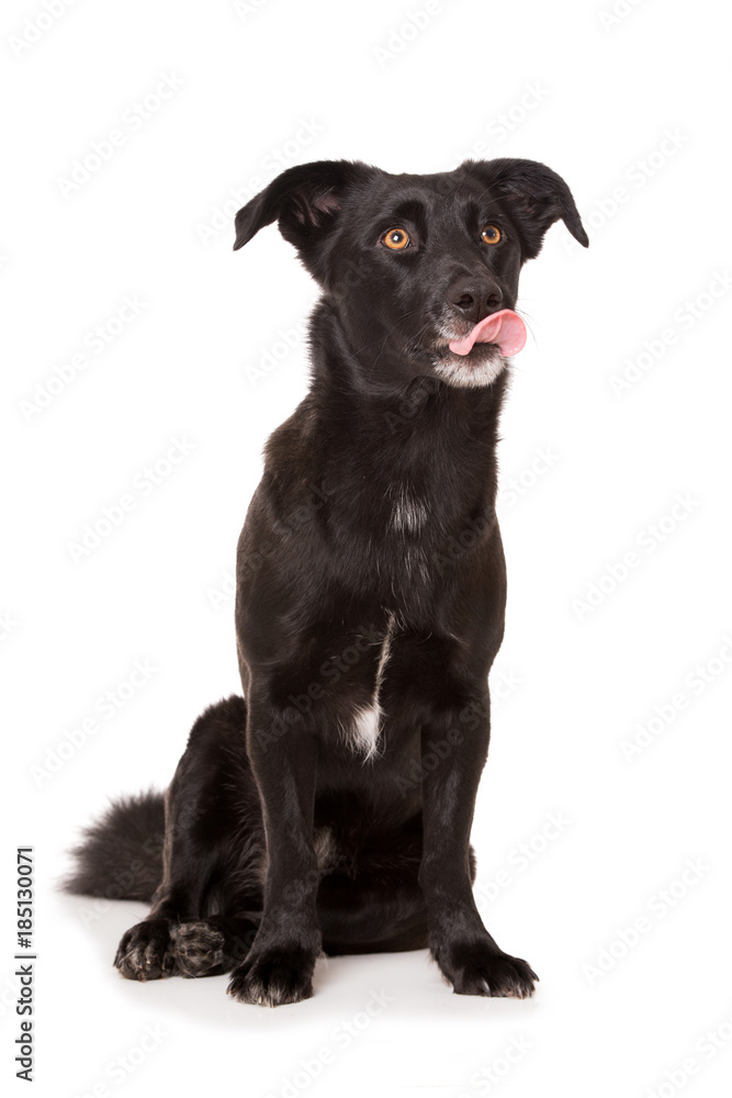 Canvas Prints Schleckender Hund