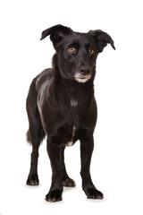Schwarzer Mischlingshund