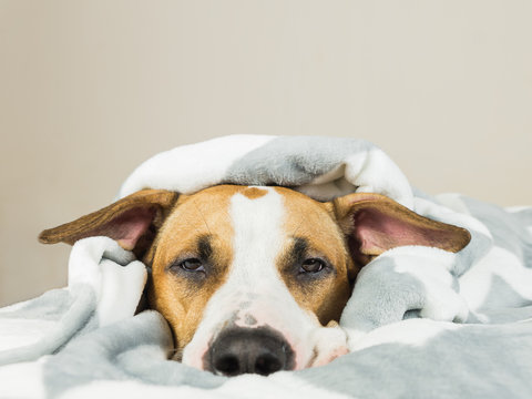 Funny young staffordshire terrier puppy lying covered in throw blanket and falling asleep. Tired or sick pitbull dog sleeping or resting under covers in bed in clean indoor bedroom conditions
