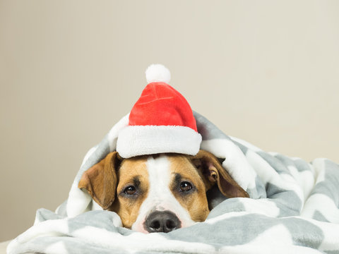 Staffordshire terrier puppy portrait  in throw blanket santa claus christmas hat lying in bed. Close up image of funny young pitbull dog covered in plaid in neutral indoor background