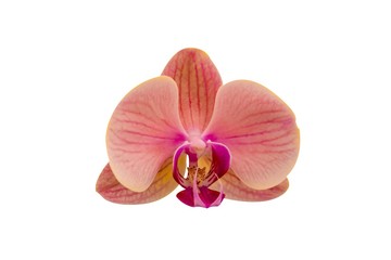 Fototapeta na wymiar pink white purple Dendrobium phalaenopsis orchid branch are blooming with bud in tropical garden form orchid farm in Thailand isolated on white background with clipping path For design or print.nature