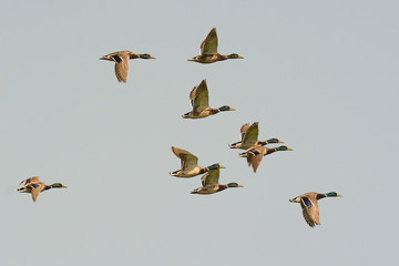 stormo di anatre selvatiche in volo,sfondo cielo,Anas platyrhynchos