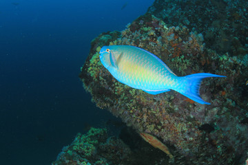 Underwater coral reef and fish