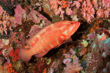 Underwater coral reef and fish