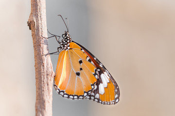 Macro shooting of Big orange Monarch Butterfly. nature outdoors.