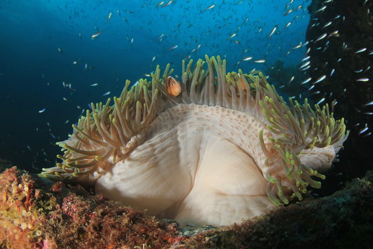 Underwater coral reef and fish