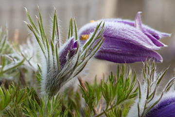 The shape of the half-closed flower resembles a bell or a cowbell