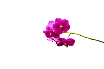 Obraz na płótnie Canvas pink white purple Dendrobium phalaenopsis orchid branch are blooming with bud in tropical garden form orchid farm in Thailand isolated on white background with clipping path For design or print.nature