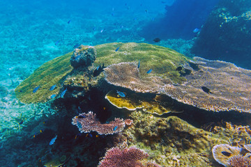 Naklejka premium The sunlit coral reef in lagoon of South China sea near Redang island, Malaysia