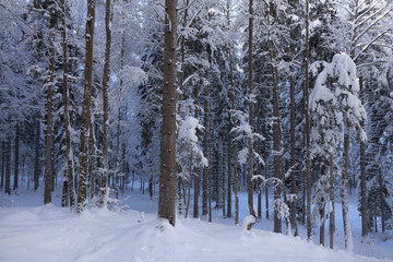 Fototapeta premium Winterlandschaft in Kärnten