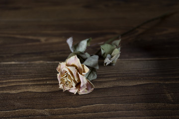 dried-up rose on a wooden background