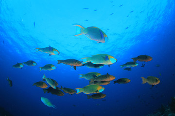 Naklejka na ściany i meble Coral and fish on underwater reef