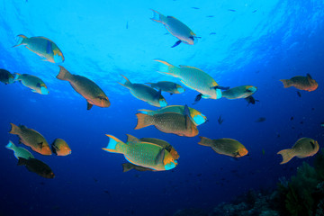 Obraz premium Coral and fish on underwater reef