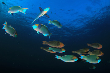 Fototapeta na wymiar Coral and fish on underwater reef