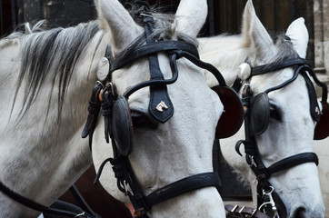 Close up of two white horses heads pulling a cart with head harness and blinkers on eyes