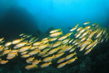 Fototapeta na wymiar Scuba dive coral reef with fish