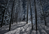 Bare trees growing on snowy field in forest during night