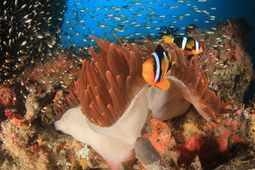 Clark's Anemonefish (Clownfish) fish and fluorescent red sea anemone