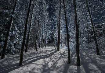 Bare trees growing on snowy field in forest during night