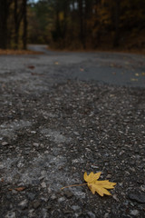 Yellow leaf on the asphalt road