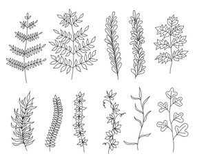 Collection of hand drawn plants. Elements for design.